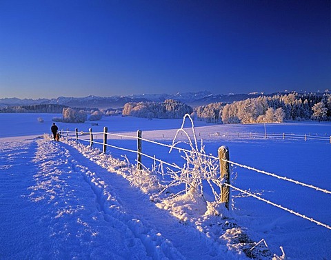 Winter morning Alps Muensing Upper Bavaria Germany