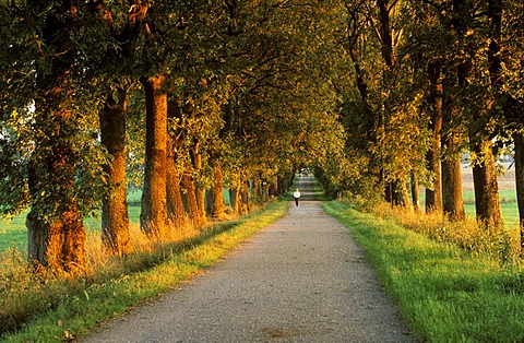 Evening light avenue in Geltendorf Upper Bavaria Germany