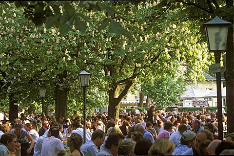 Beer garden Chinese Tower in English Garden , blooming chestnut trees , Munich , Bavaria Germany