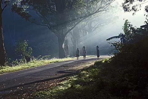 Morning mood in Ranomafana, Madagascar