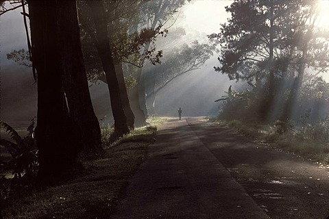 Morning mood in Ranomafana, Madagascar