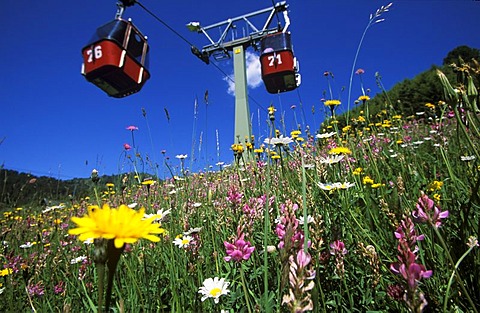 Flowers in meadow, teleferic, Fiss, Tyrol, Austria