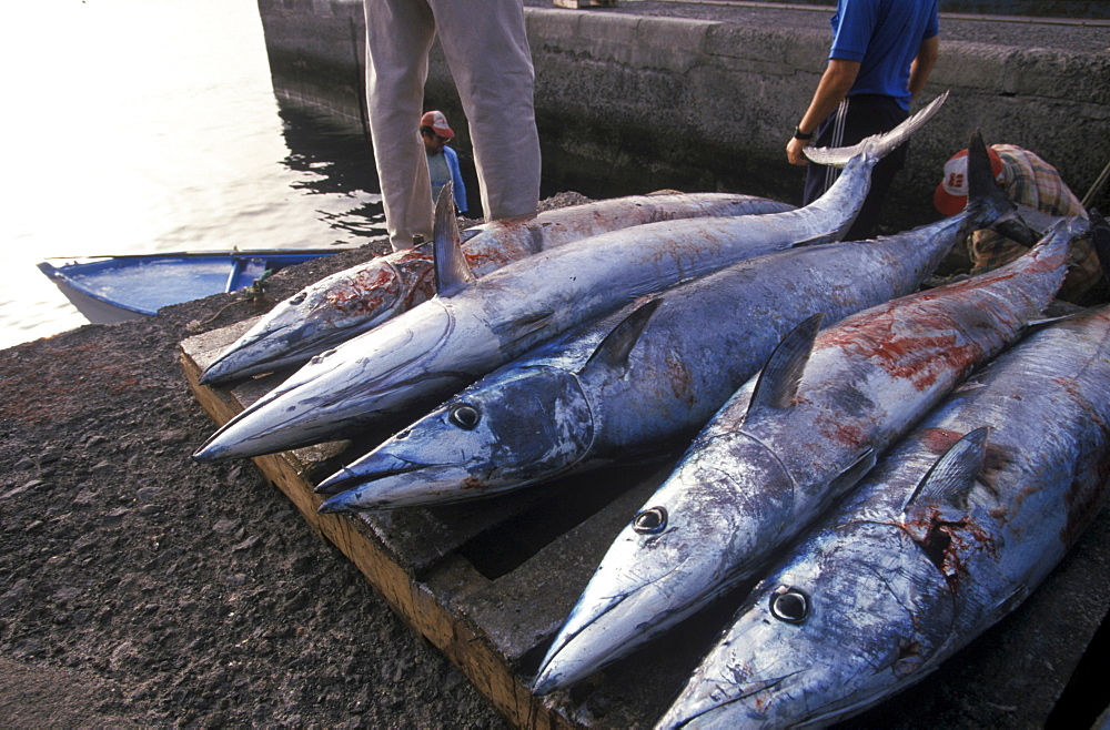 Frsh tuna, tunas, La Restinga, El Hierro, Canary Islands, Spain