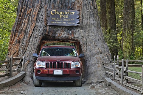 Jeep drives through a Redwood (Sequoia sempervirens) in the Chandelier Drive-Thru Park, California, USA