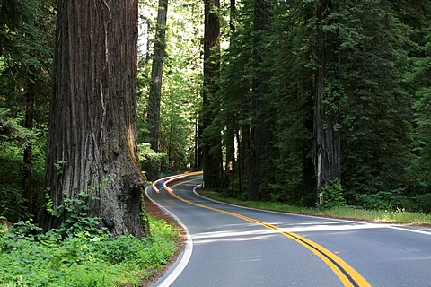 Avenue of the Giants scenic byway through the tall Redwoods (Sequoia sempervirens), California, USA