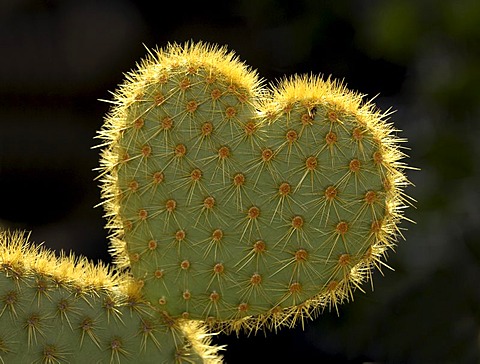 Cactus (Opuntia) in shape of a heart symbolising difficult love