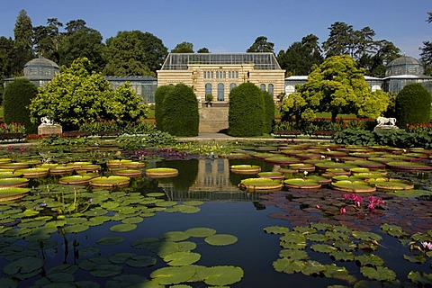 Water lily pond Wilhelma (zoo) Stuttgart, Baden-Wuerttemberg, Germany