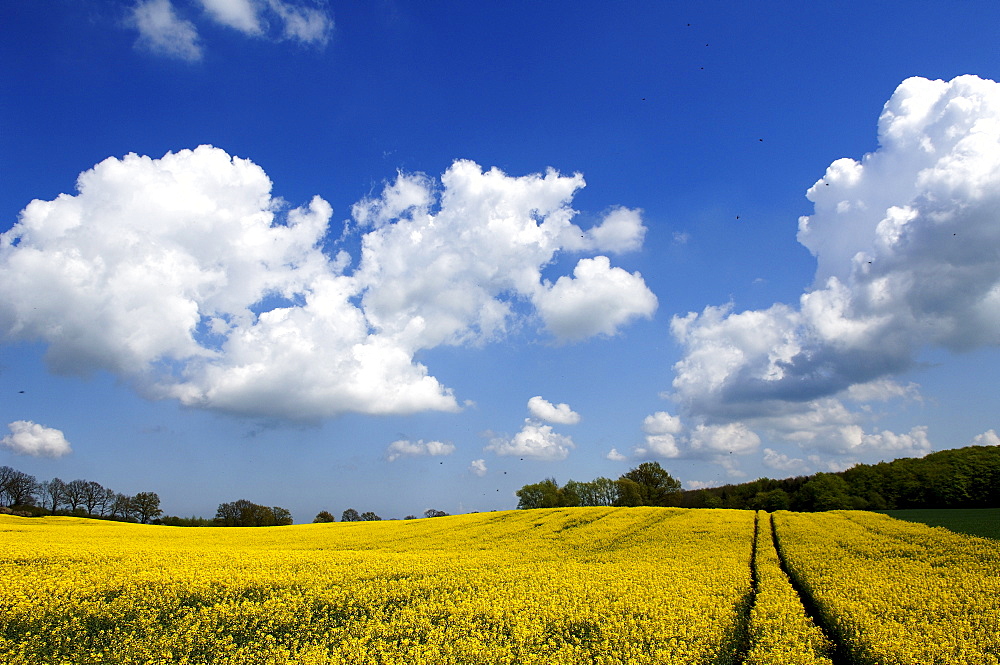 Field of rape (Brassica napus) in bloom, Krembz, Mecklenburg-Western Pomerania, Germany, Europe