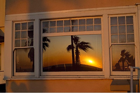 Palms, Venice Beach, Santa Monica, Los Angeles, California, USA