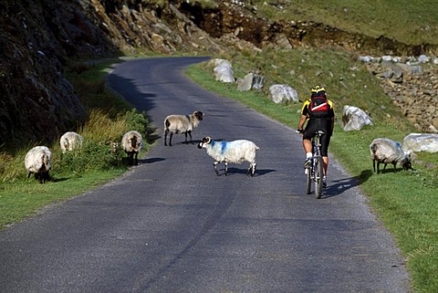 Biker meets sheep on a road, Ireland