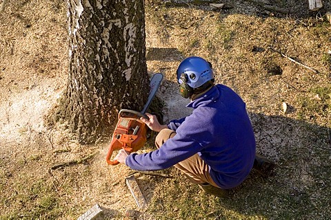 Worker chopping down a tree with a chain saw