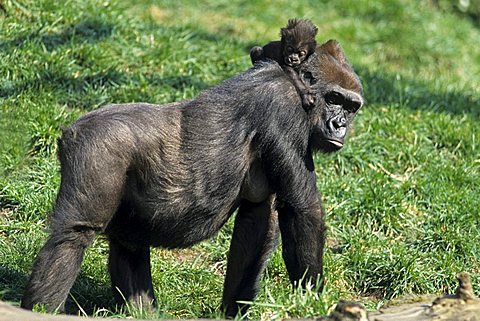 Western Gorilla (Gorilla gorilla)