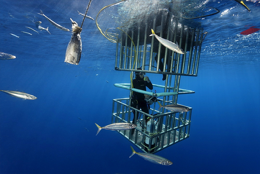 Scuba divers in a cage observing a Great White Shark (Carcharodon carcharias), Guadalupe Island, Mexico, Pacific, North America