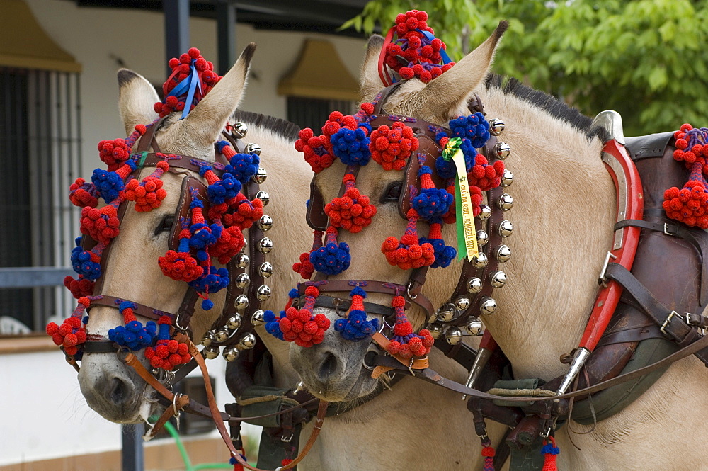 Horses decorated for a Pentecost pilgrimage in El Rocio, Andalusia, Spain, Europe