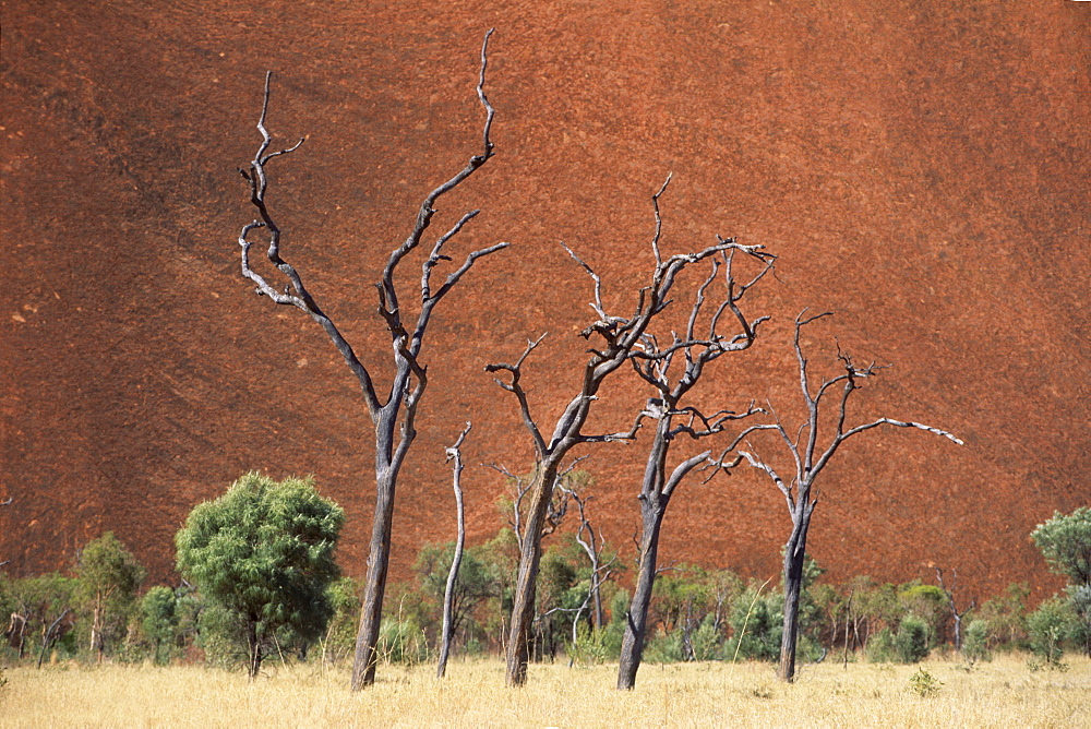 Dead trees in front of Ayers Rock, Uluru National Park, Northern Territory, Australia, Oceania