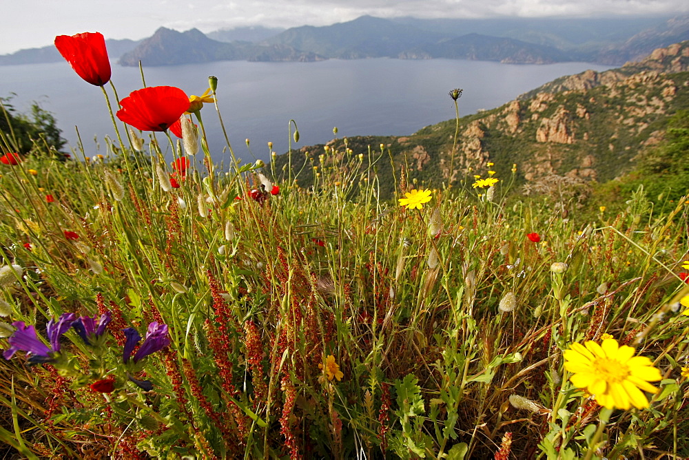 Wild flowers and poppies at the Gulf of Porto, Corsica Island, France, Europe