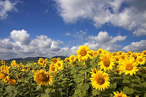 Sunflower field