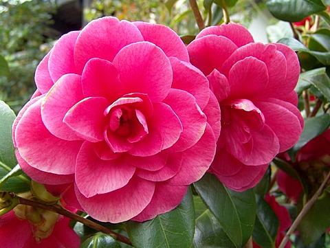 Red, pink bloom of a camellia.