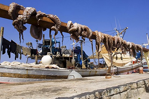 Cuttlefish, drying in the sun in front of a fishing boat, Naoussa, Cyclades, Greece.