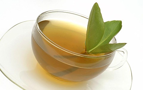 Herb tea made of Backbean, Buckbean, Marsh trefoil, Bogbean, Buckbean, tea, Menyanthes trifoliata