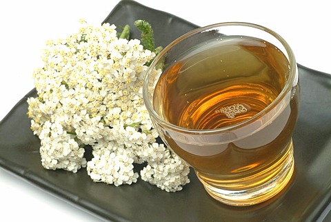 Yarrowtea, herb tea, milfoil, achillea millefolium