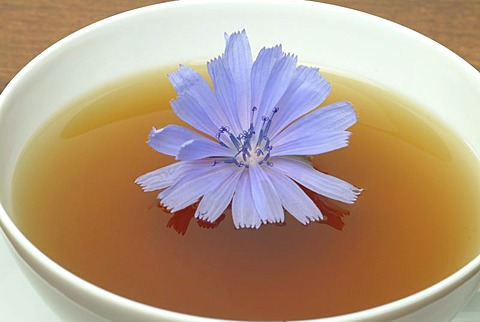 Wild Chicory tea, Cichorium intybus, Cicoria selvatica