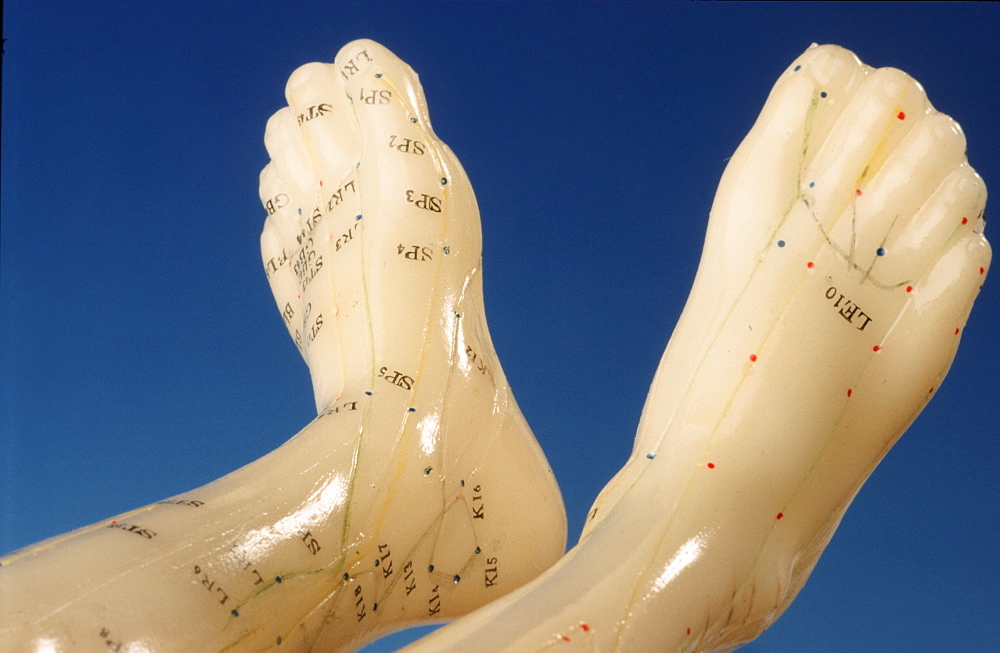 Acupuncture points of human feet, model