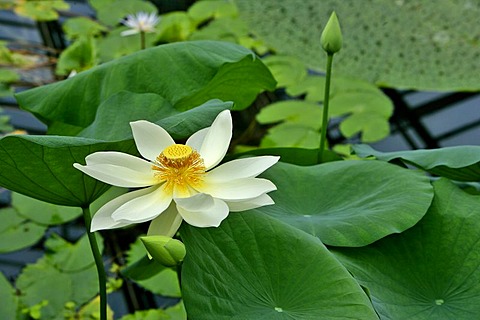 Lotus blossom in a pool