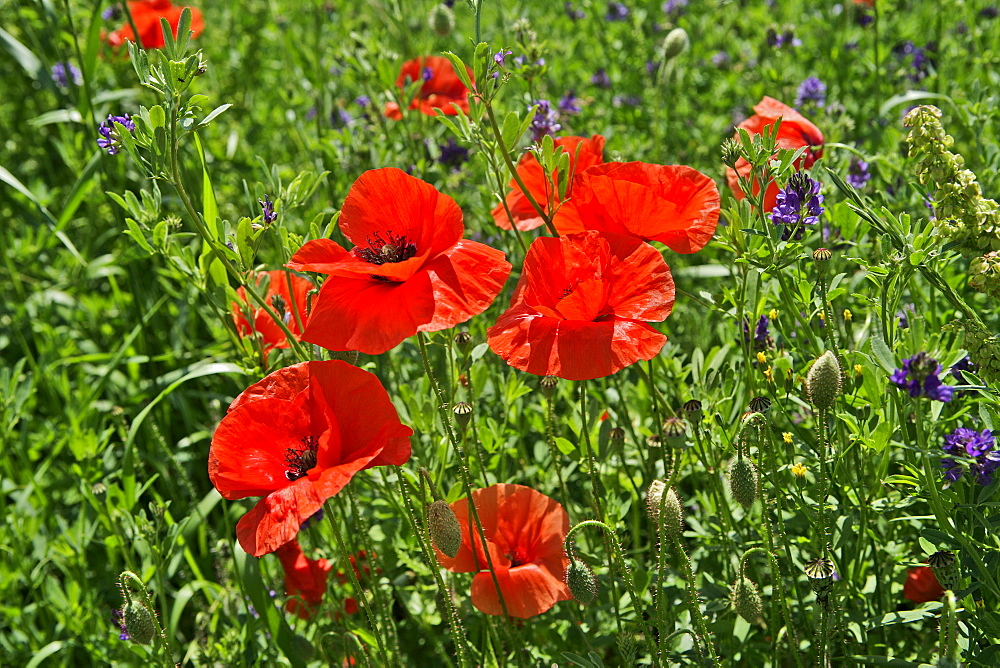 Poppy flowers