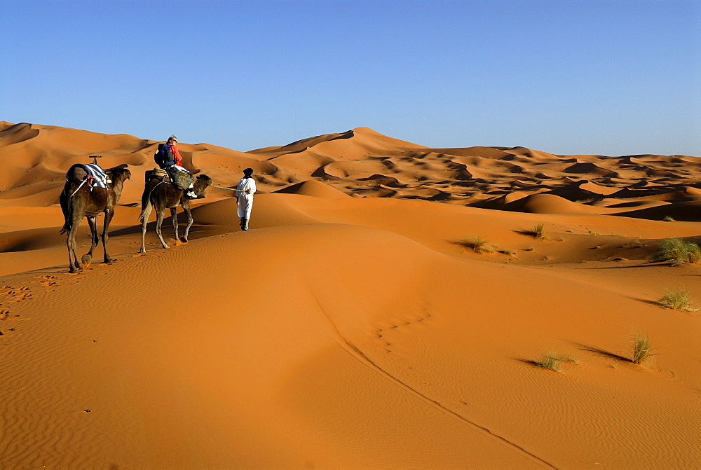 Camel rider being guided through the desert, Erg Chebbi, Merzouga, Morocco, North Africa