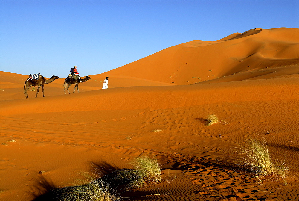 Camel rider being guided through the desert, Erg Chebbi, Merzouga, Morocco, North Africa