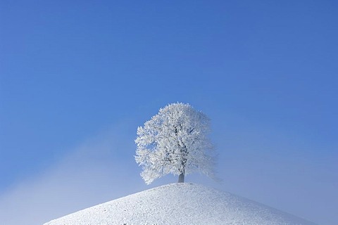 Frost-covered tree (hoar frost) on a moraine, central Switzerland, Europe