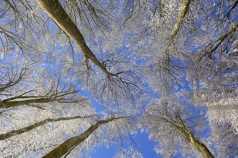 Frost-covered trees