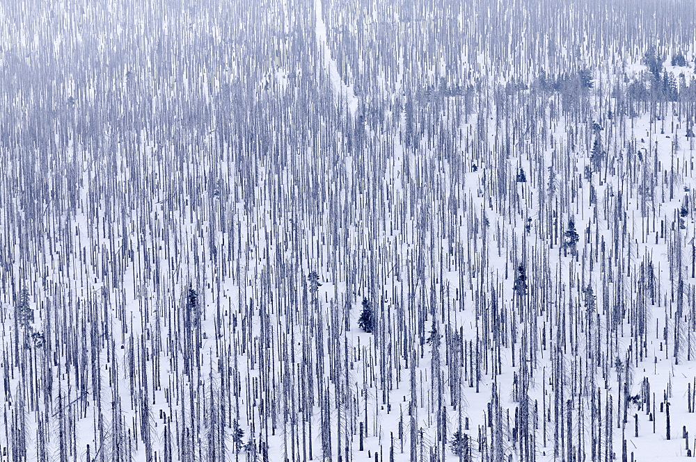 Forest damaged by bark beetles, Lusen, Bayerischer Wald (Bavarian Forest), Bavaria, Germany, Europe