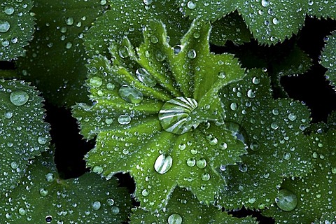 Rain drops on water-repellent leaves