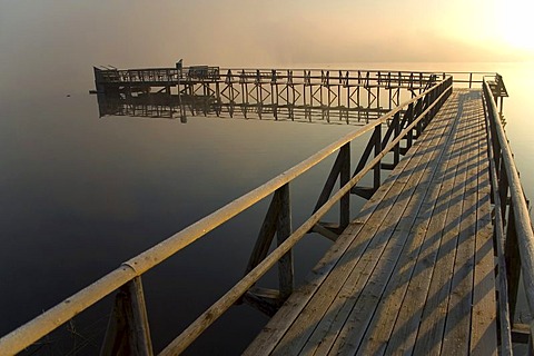 Sunrise, Federsee at Bad Buchau, Upper Swabia, Baden-Wuerttemberg, Germany