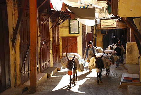 Little donkeys in the Medina of Fez Morocco