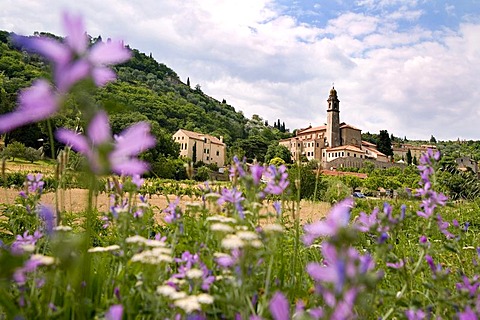Flower meadow near the village Arqua Petrarca, Euganean Hills, Veneto, Italy, Europe