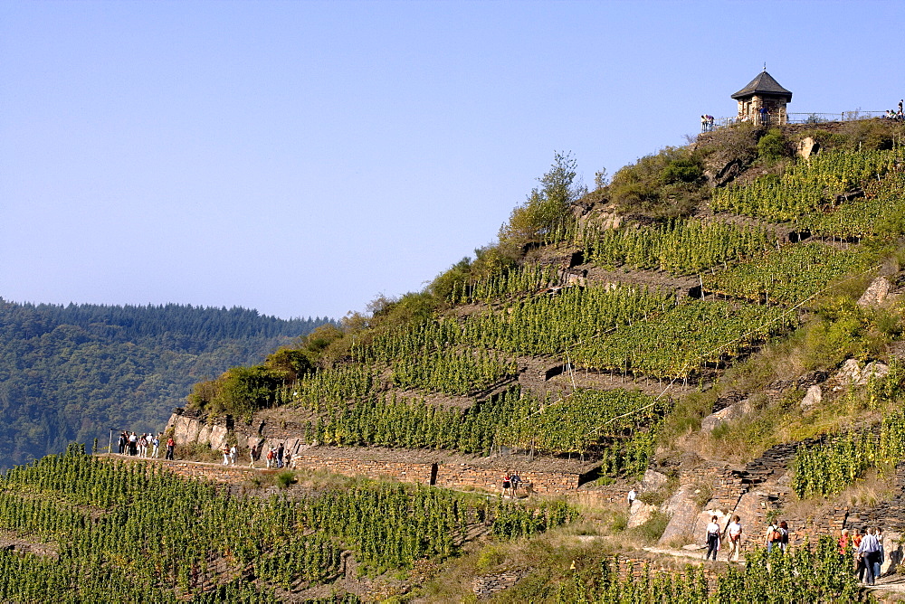 Vineyard, Rotweinwanderweg or Rotwein Hiking Trail near Mayschoss, Ahrtal Valley, Eifel Range, Rhineland-Palatinate, Germany, Europe