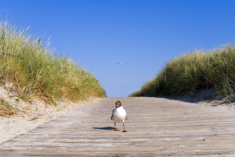 Seagull on a path through the dunes, Langeoog Island, East Frisian Islands, East Frisia, Lower Saxony, Germany, Europe