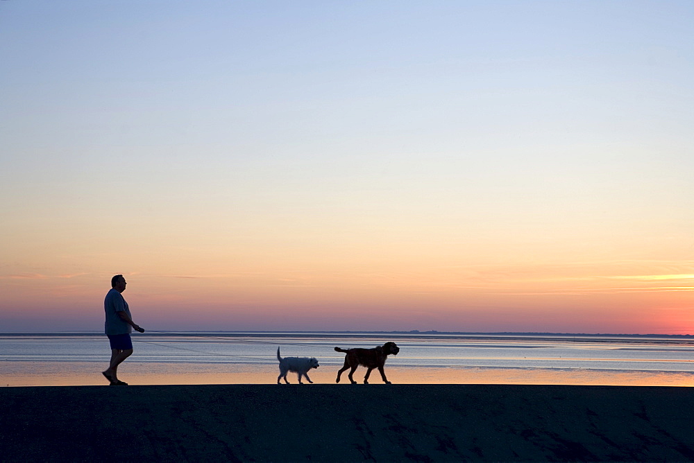 Man walking with dogs on a dyke along the intertidal zone, sunset, Norddeich, East Frisia, Lower Saxony, Germany, Europe