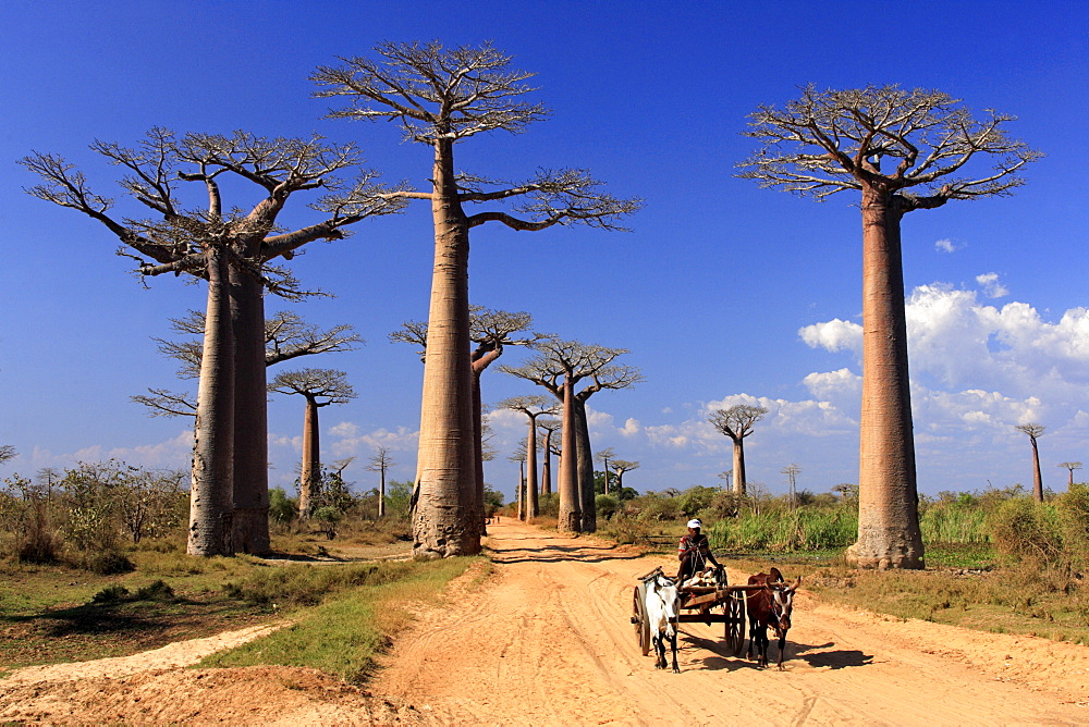 Avenue of the Baobabs Grandidier's Baobab (Adansonia Grandidieri), with ox-cart, Morondava, Madagascar, Africa