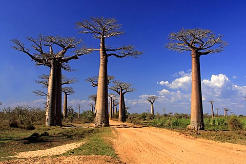 Avenue of the Baobabs Grandidier's Baobab, (Adansonia Grandidieri), with ox-cart, Morondava, Madagascar, Africa