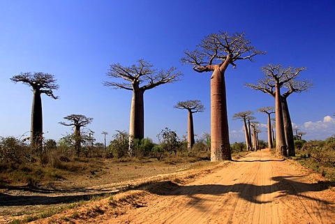 Avenue of the Baobabs Grandidier's Baobab, (Adansonia Grandidieri), with ox-cart, Morondava, Madagascar, Africa