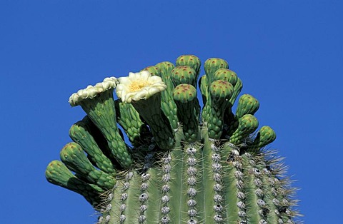 Candelabra Cactus, or Saguaro or Giant Cactus (Carnegia gigantea), flowering, Sonora Desert, Arizona, USA