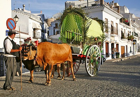 Bullocks pull a cart, Anadalusia, Spain