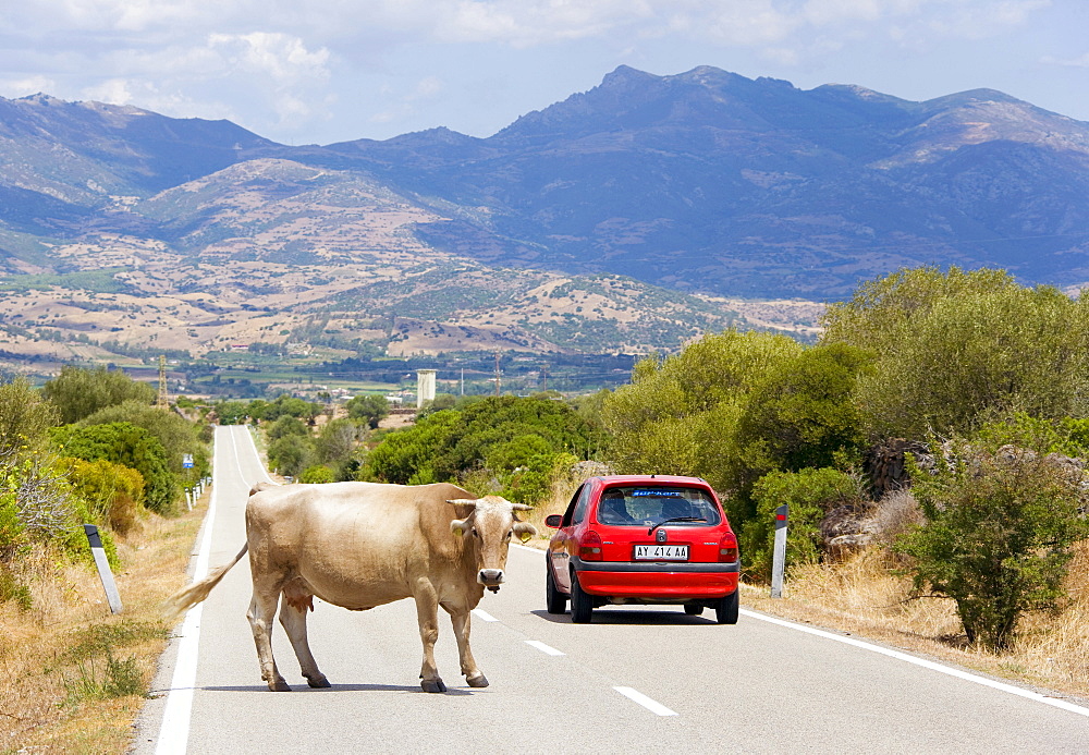 Cow crossing a road near Dorgali, Sardinia, Italy