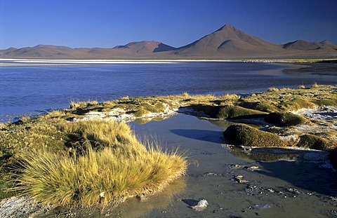 Flamingos at Laguna Colorada, National Park Eduardo Avaroa, Bolivia