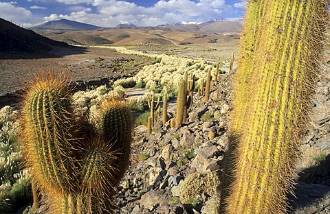 Cardon cactus at Rio Purifica, Atacama desert, Chile