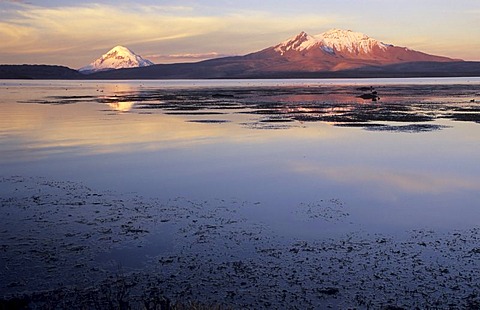 Volcanoes Sajama (6542 m) and Cerro de Quisiquisini (5518 m) at Lago Chungara, Lauca National Park, Chile